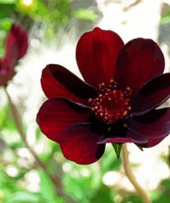 Dark Red Flowers paint by numbers