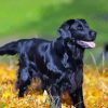 Flat Coated Retriever And Golden Leaves paint by number