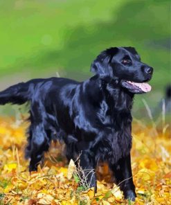 Flat Coated Retriever And Golden Leaves paint by number