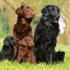 Flat Coated Retriever Dogs paint by number