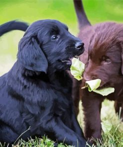 Flat Coated Retriever Puppies paint by number