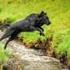 Flat Coated Retriever paint by number