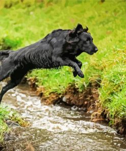 Flat Coated Retriever paint by number