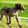 German Shorthaired Pointer paint by number