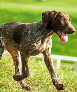 German Shorthaired Pointer paint by number