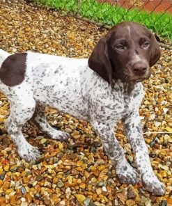 German Shorthaired Puppy paint by number