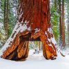 Giant Sequoia In Winter paint by numbers