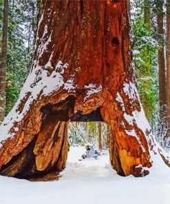 Giant Sequoia In Winter paint by numbers