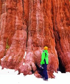 Giant Sequoia paint by numbers