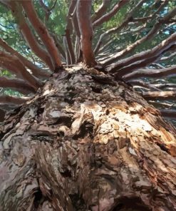 Giant Sequoia Tree paint by numbers