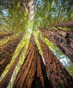 Giant Sequoia Trees paint by numbers