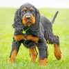 Gordon Setter Dog Animal paint by number