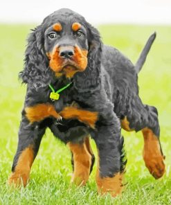 Gordon Setter Dog Animal paint by number