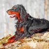 Gordon Setter Dog paint by number