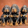 Gordon Setter Puppies paint by number