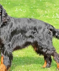 Gordon Setter paint by number