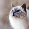 Gray And White Cat paint by number