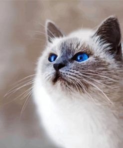 Gray And White Cat paint by number