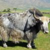 Grey Domestic Yak paint by number