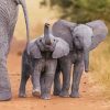 Grey Elephant And Two Babies paint by numbers