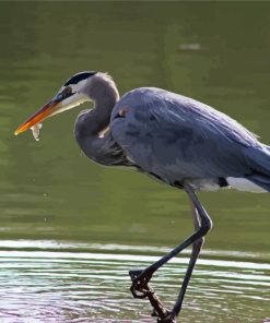 Grey Herron paint by numbers