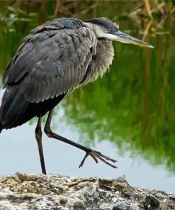 Adorable Herron paint by numbers