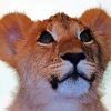 Lion Cub Head paint by number