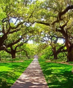 Live Oak Trees paint by number