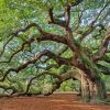 Live Oaks paint by number