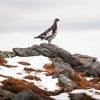 Lonely Ptarmigan paint by numbers