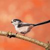 long Taild Bird On Branch paint by numbers