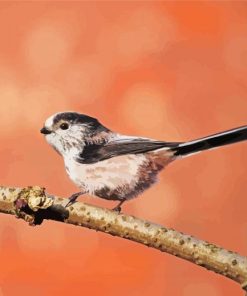 long Taild Bird On Branch paint by numbers