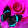 Pink Rose And Blue Butterfly paint by number