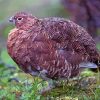 Ptarmigan Bird Animal paint by numbers