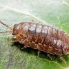 The Roly Poly Insect paint by number