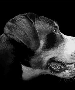 Side Face Greater Swiss Mountain Dog paint by numbers