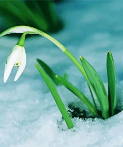 Snowdrop Flower In Snow paint by number