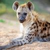 Spotted Hyena Animal paint by numbers