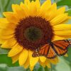 Sunflower And Butterfly paint by numbers