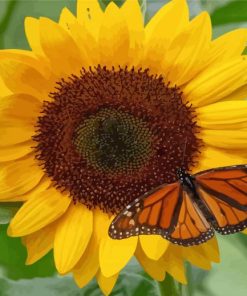 Sunflower And Butterfly paint by numbers