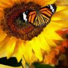 Sunflower And The Butterfly paint by numbers