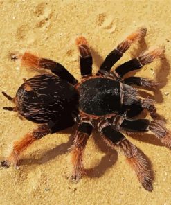 Tarantula On Sand paint by number