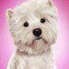 The West Highland Terrier Dog paint by number