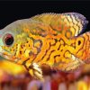 Tropical Cichlid paint by numbers