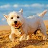 West Highland White Terrier Dog On The Beach paint by number