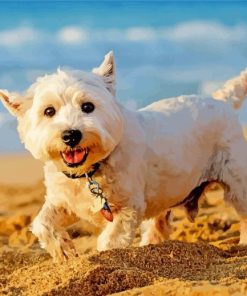 West Highland White Terrier Dog On The Beach paint by number