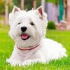 West Highland Terrier paint by number