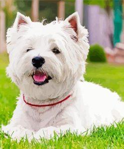 West Highland Terrier paint by number