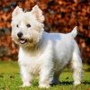 West Highland Terrier Puppy paint by number