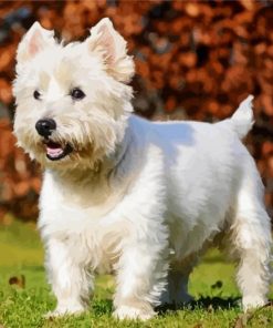 West Highland Terrier Puppy paint by number